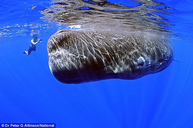 photo of a sperm off the coast of Dominica island