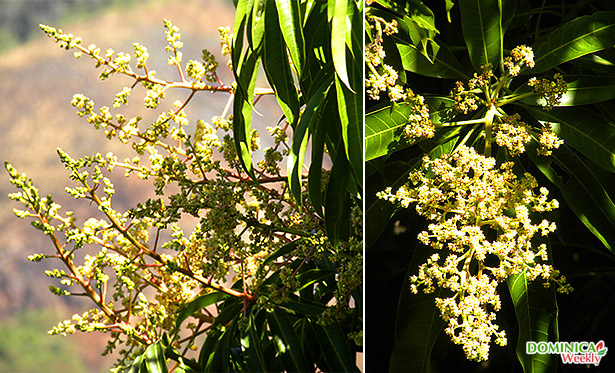Цветы мангового дерева