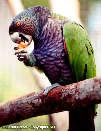 Sisserou Parrot