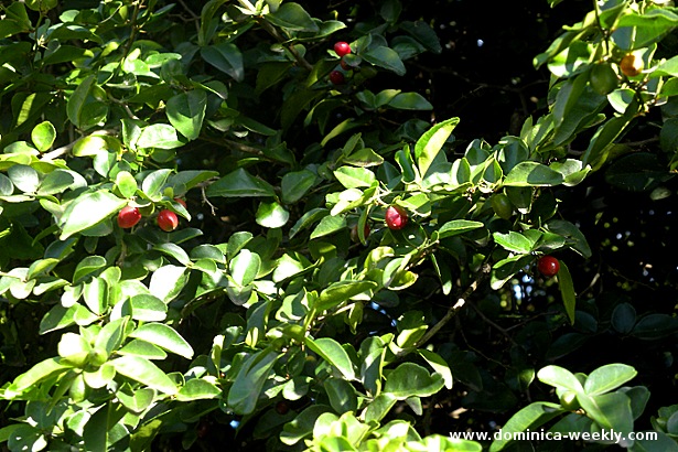 Это не вишня, а лаймовая ягода: Lime Berry, по-латински - Triphasia trifolia