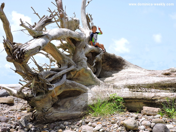 Дерево, упавшее после урагана Эрика. Доминика
