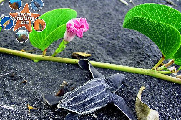 baby sea turtle on the beach in Dominica