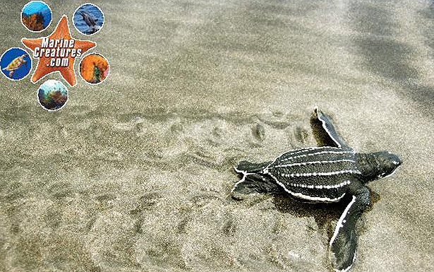 sea turtle in Dominica