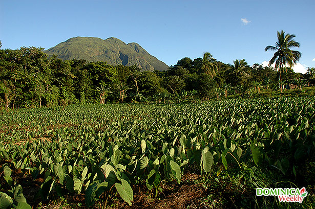 Image of Morne Trois Piton